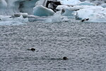 Tuleni mezi ledovými krami