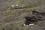 Odpočívající ovce