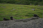 Ovce na svých pozicích (Álftafjörður)