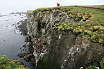 Látrabjarg