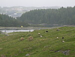 Ovečky cestou na Bukkøy